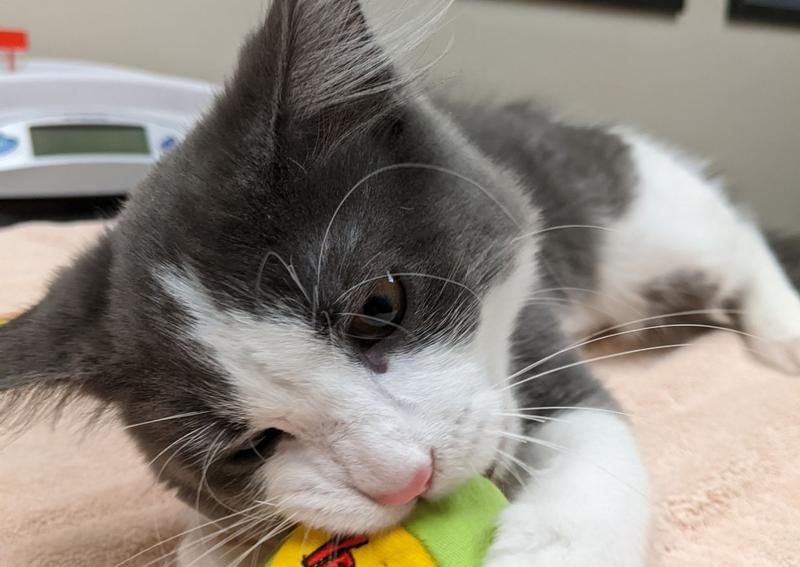 Parkside Animal Care Center Green Bay Veterinary Hospital